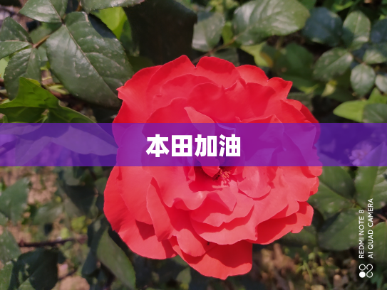 本田加油