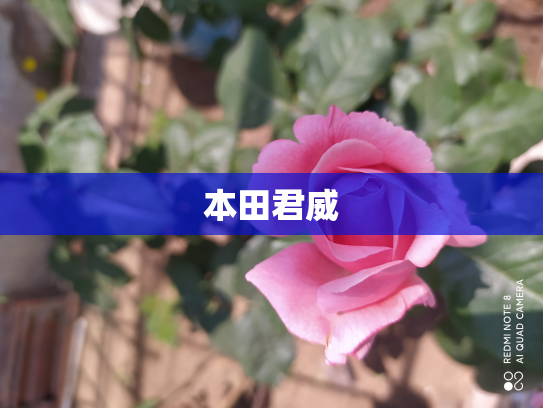 本田君威
