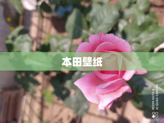 本田壁纸