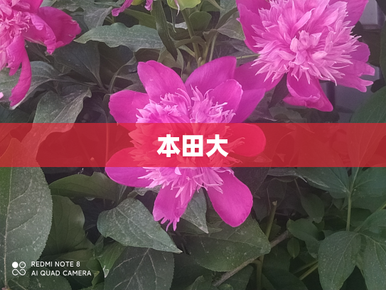 本田大