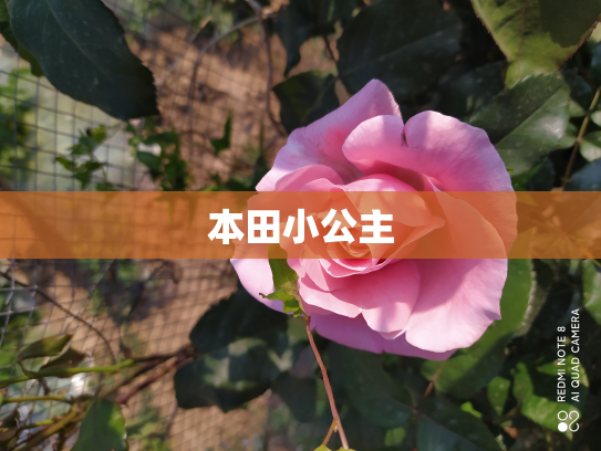 本田小公主