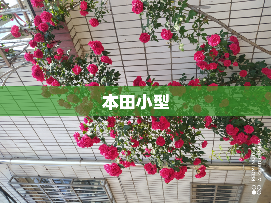 本田小型