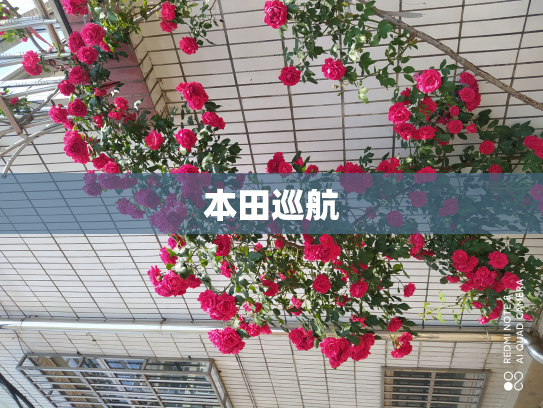 本田巡航