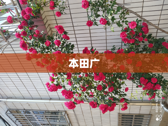 本田广