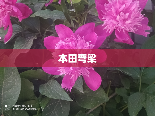 本田弯梁