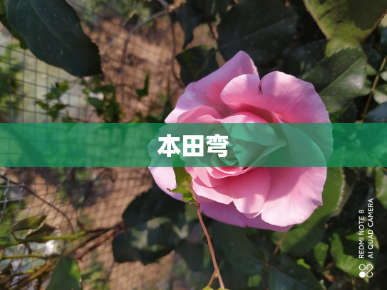 本田弯