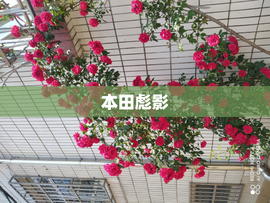 本田彪影