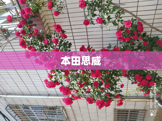 本田思威