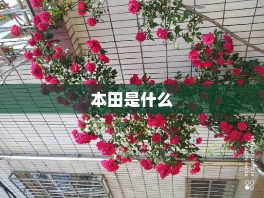 本田是什么