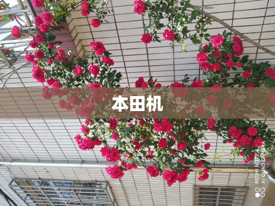 本田机