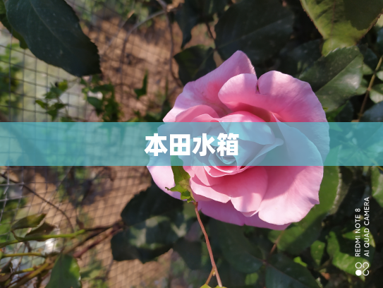 本田水箱