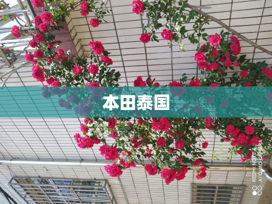 本田泰国