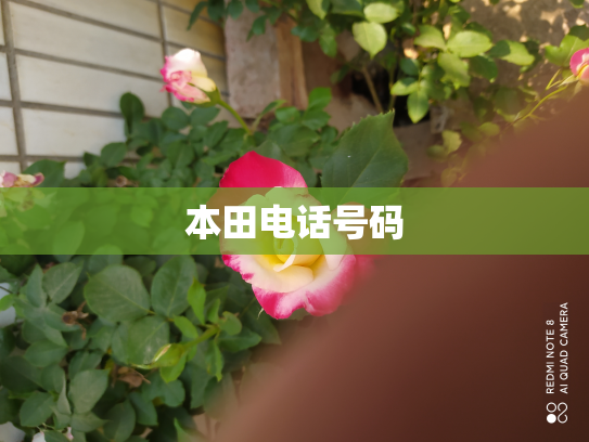 本田电话号码