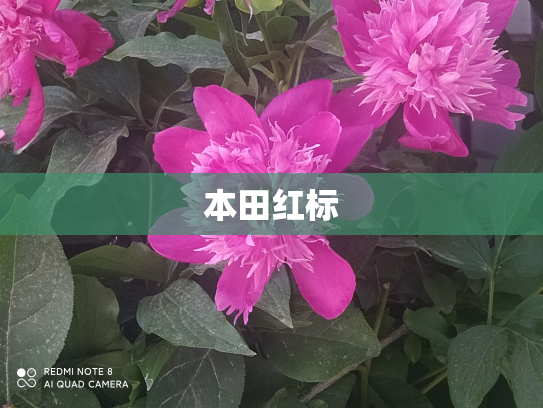 本田红标