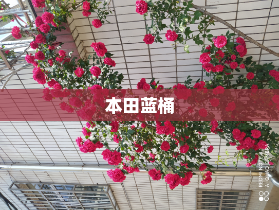 本田蓝桶