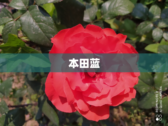 本田蓝