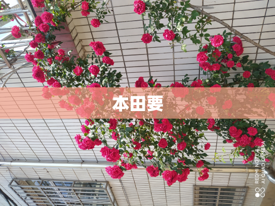 本田要