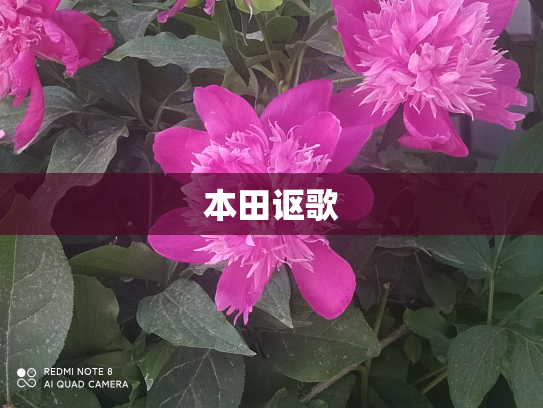本田讴歌