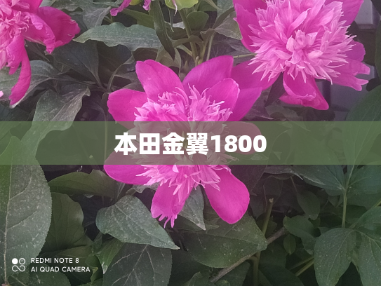 本田金翼1800
