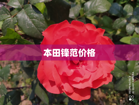 本田锋范价格