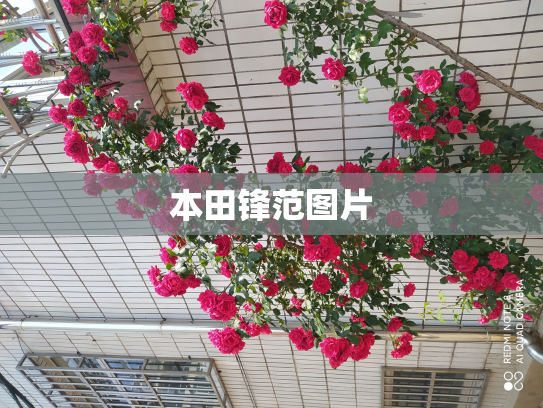 本田锋范图片