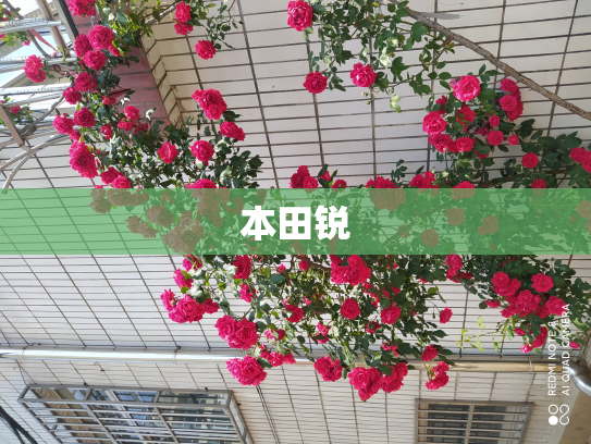 本田锐