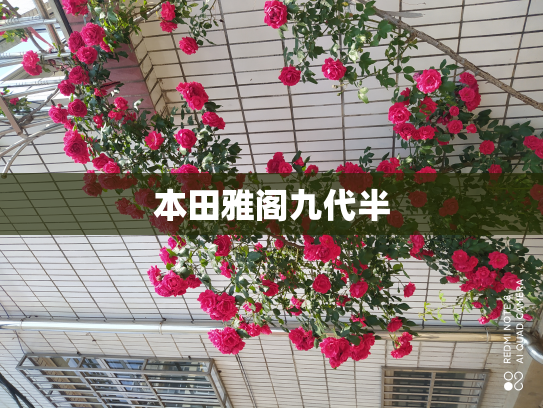 本田雅阁九代半