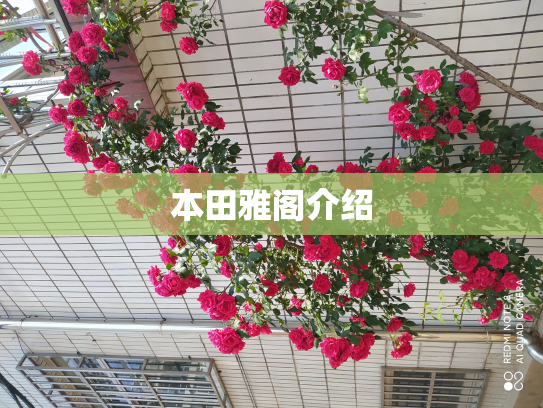 本田雅阁介绍