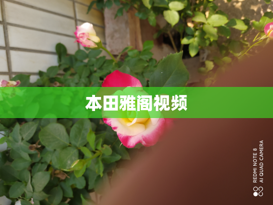 本田雅阁视频