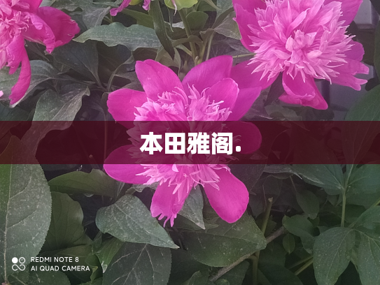 本田雅阁.
