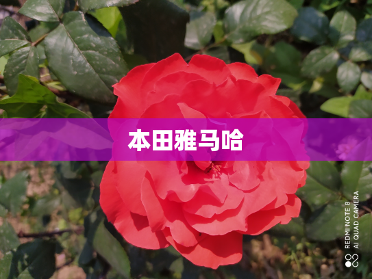本田雅马哈