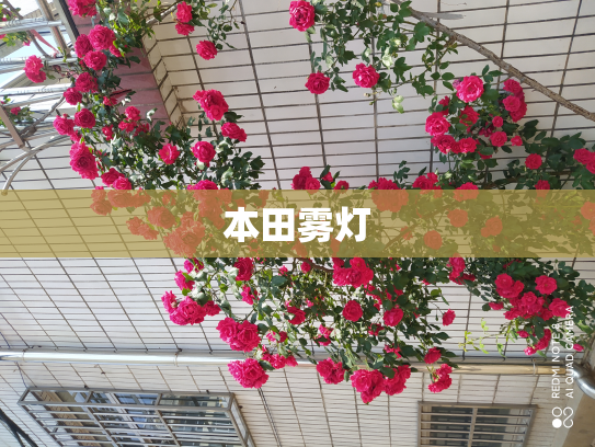 本田雾灯