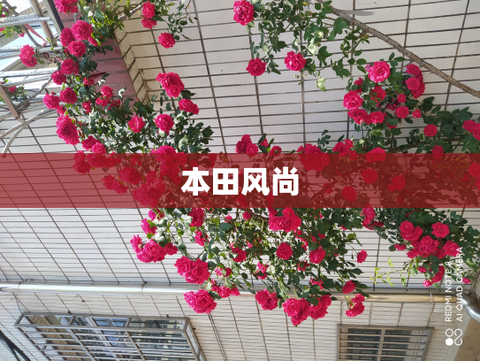 本田风尚