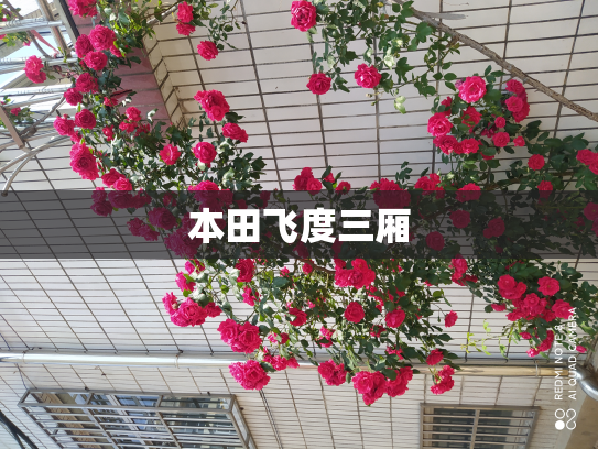 本田飞度三厢