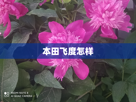 本田飞度怎样