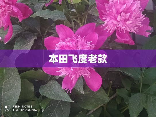 本田飞度老款