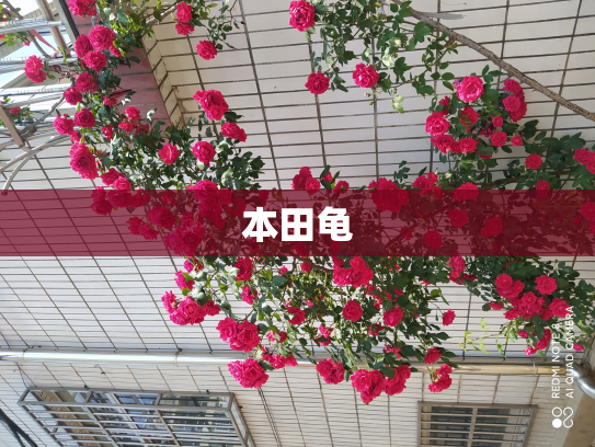 本田龟