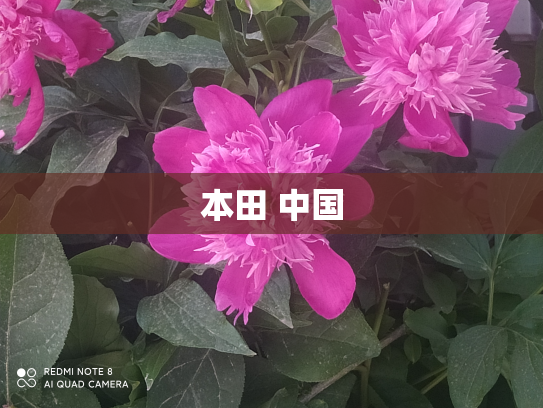本田 中国