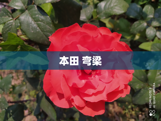 本田 弯梁