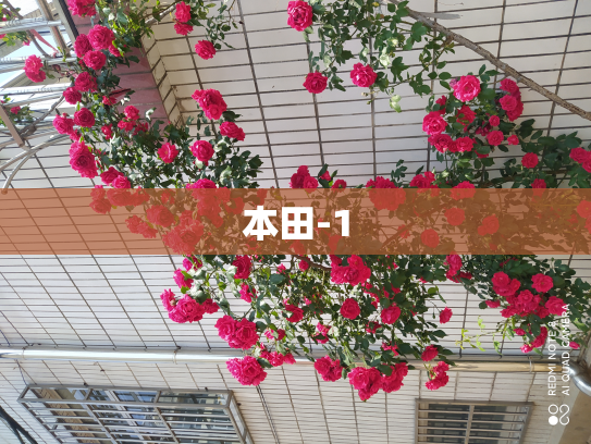 本田-1
