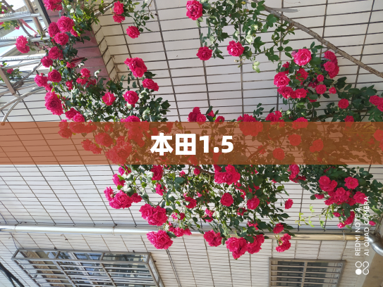 本田1.5
