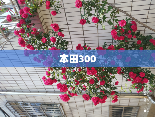 本田300
