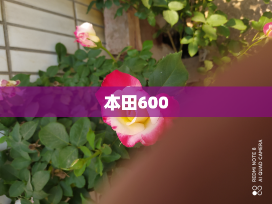 本田600