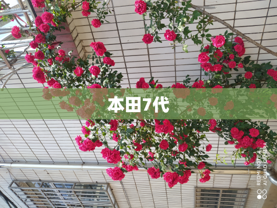 本田7代