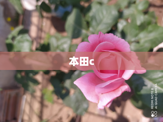 本田c