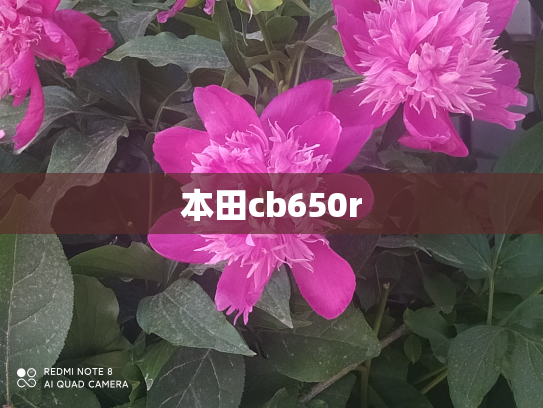 本田cb650r