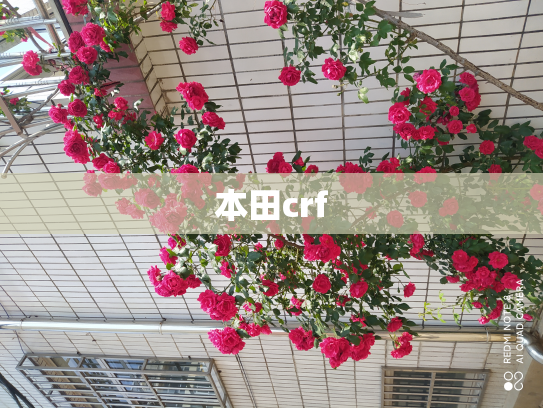本田crf