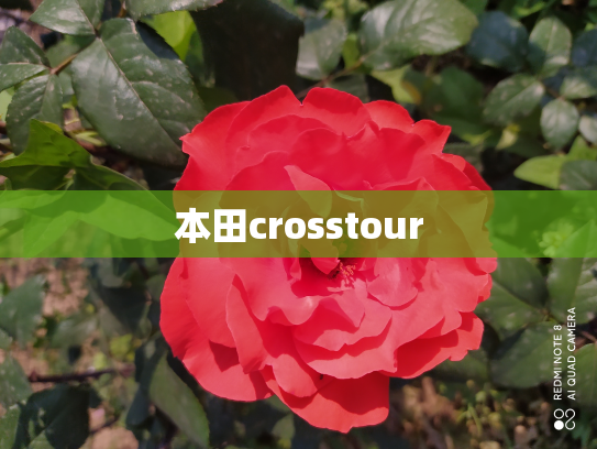 本田crosstour
