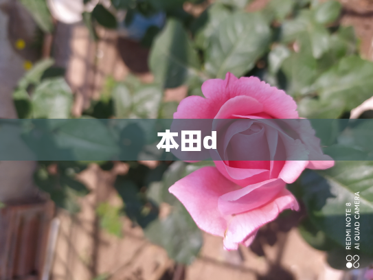本田d