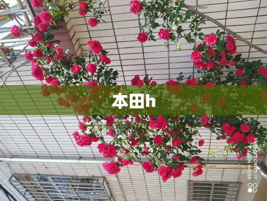 本田h